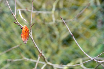 Obraz premium Last red leaf on tree in autumn season