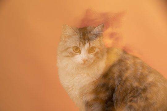 double exposure of the cat. Portrait of the cat. the cat has nine lives. departure to another world. rebirth. recreation