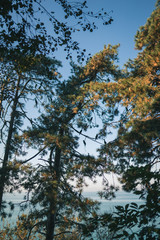 Cormorant birds are sitting on trees overlooking the Black Sea in the Botanical Garden in the city of Batumi, Georgia. Summer