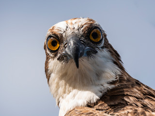 Bird wildlife with Osprey on the beach - Caribbean / Curacao
