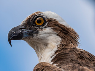 Bird wildlife with Osprey on the beach - Caribbean / Curacao