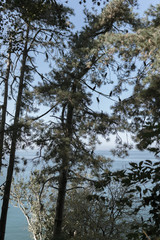 Cormorant birds are sitting on trees overlooking the Black Sea in the Botanical Garden in the city of Batumi, Georgia. Summer