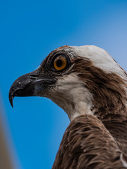 Bird wildlife with Osprey on the beach - Caribbean / Curacao