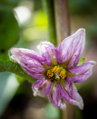 Aubergine-Blüte (Solanum melongena) Eierpflanze, Eierfrucht 