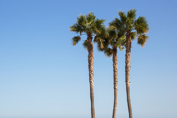 Three palm trees against a blue sky.