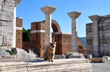 Cute street cat seats on accient ruins with columns at sunny weather with clear blue sky