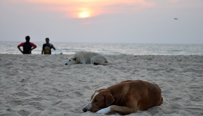 Two street dogs white and brown sleeping at sunset on the sand beach with two people on backstage