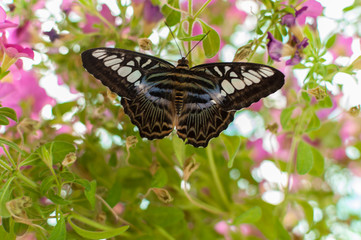 Close-up of a butterfly sitting on a leaf. Clipper butterfly (Parthenos sylvia)