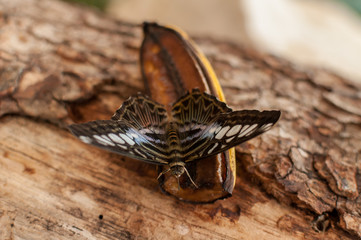 Close-up of a butterfly eating a banana. Clipper butterfly (Parthenos sylvia)