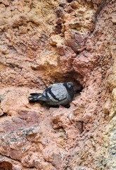 Grey Dove pigeon seats in the rock mountain and look to you