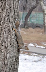 squirrel on the tree in Central park of New York at winter