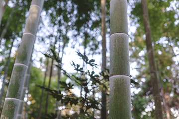 Fototapeta premium Bamboo forest and green meadow grass with natural light in blur style. Bamboo green leaves and bamboo tree with bokeh in nature forest. Nature pattern view of leaves on a blurred greenery background.
