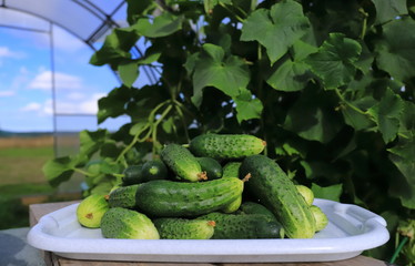 Cucumbers in a greenhouse against a background of foliage