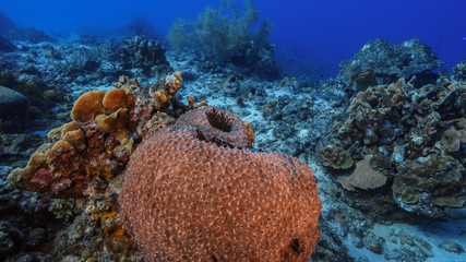 Seascape of coral reef in the Caribbean Sea around Curacao with coral and sponge