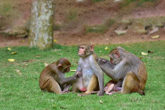 The rhesus macaque monkey family (Macaca mulatta), Nanwan Monkey Island, China