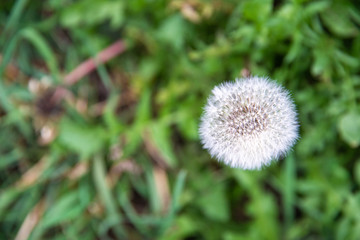 Obraz premium One white dandelion in a green field in summer
