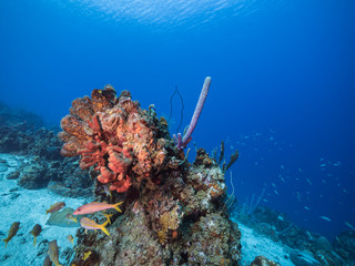 Naklejka na ściany i meble Seascape of coral reef in the Caribbean Sea around Curacao with Sand Diver, coral and sponge