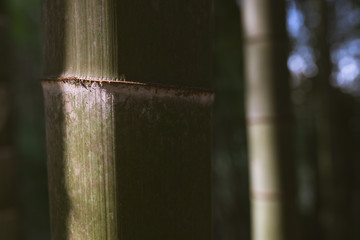Bamboo forest and green meadow grass with natural light in blur style. Bamboo green leaves and bamboo tree with bokeh in nature forest. Nature pattern view of leaves on a blurred greenery background.