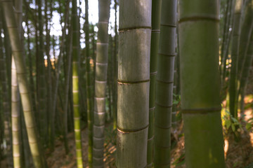 Bamboo forest and green meadow grass with natural light in blur style. Bamboo green leaves and bamboo tree with bokeh in nature forest. Nature pattern view of leaves on a blurred greenery background.