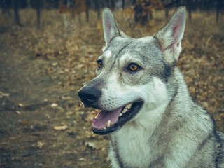 Wolf dog animal in nature forest happy portrait
