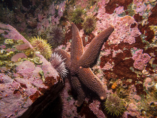 starfish and urchins on the rock