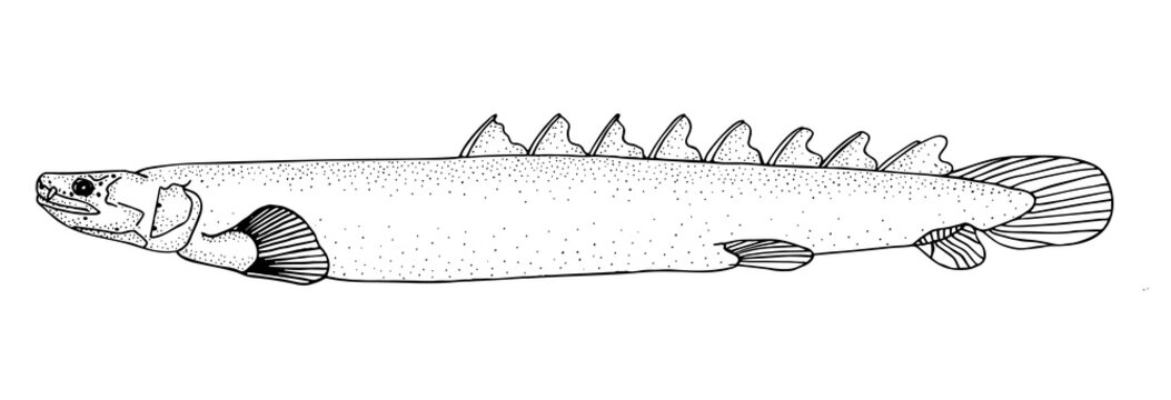 Polypterus. Black hand drawn realistic outline vector image.
