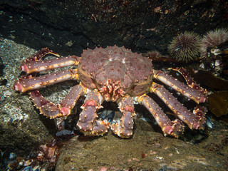 king crab between stones © Dmitri Portnov