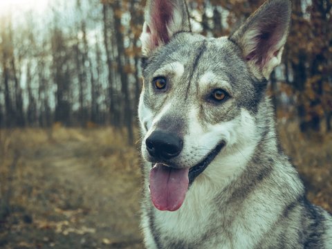 Wolf dog animal in nature forest happy portrait