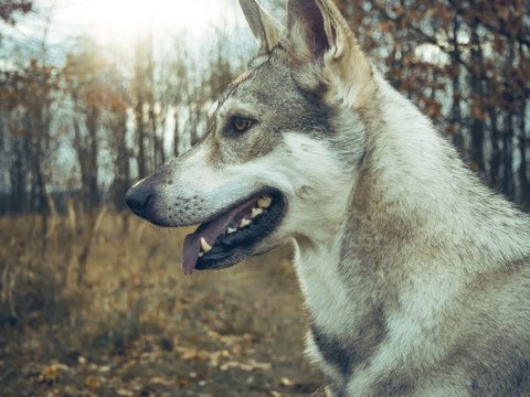Wolf dog animal in nature forest happy portrait during sunset
