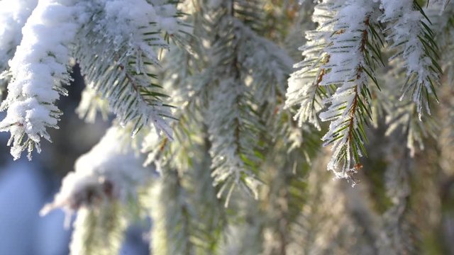 Closeup view of sunny snowy beautiful white branches of green pine or fir trees growing outdoor in winter park or forest. Real ime 4k video footage.