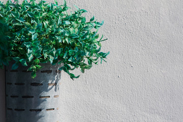 Planta decoration  ,decoración fondo 