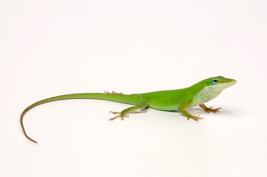 Rotkehlanolis (Anolis carolinensis) - Carolina anole