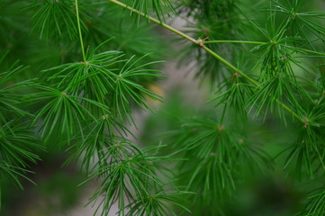 Fototapeta na wymiar branches of pine tree