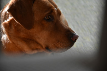 Close-up of the face of a Labrador Retriever with the light behind