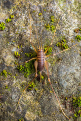 cave cricket (Dolichopoda linderi) an endemic rare species in the east of catalonia, lives in humid caves feeding on bat droppings, vegetable remains, etc.
