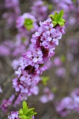 Obraz premium branch of lilac
