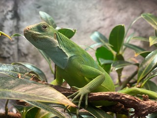 iguana on a branch