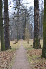 path in the forest
