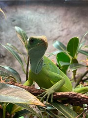 chameleon on a branch
