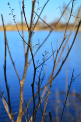 green grass and blue sky