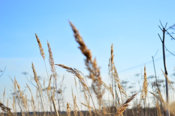 grass and sky
