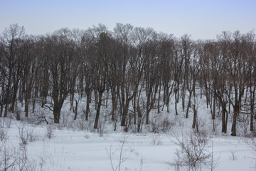 Winter snowy landscape with trees