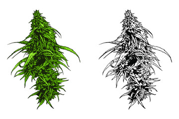 Cannabis vector illustration. Marijuana leafs.