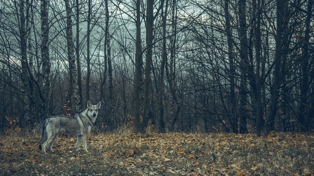 Wolf dog animal in nature forest with cloudy sky