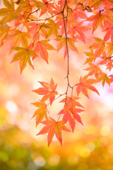 Fototapeta na wymiar Autumn themes, Red maple leaves 