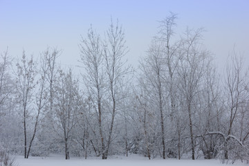 Winter snowy landscape with trees