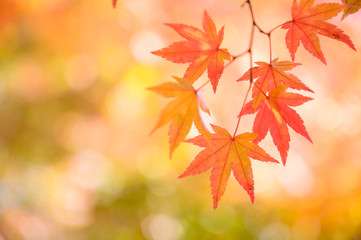 Fototapeta na wymiar Autumn themes, Red maple leaves 