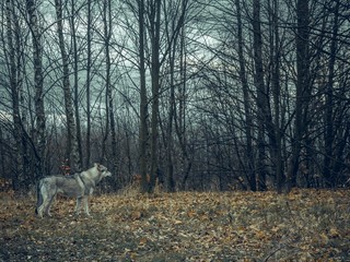 Wolf dog animal in nature forest with cloudy sky