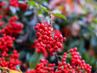 Red berries on a green background. Closeup. The harvest of sea buckthorn. The autumn berries. Sea buckthorm. seaberry