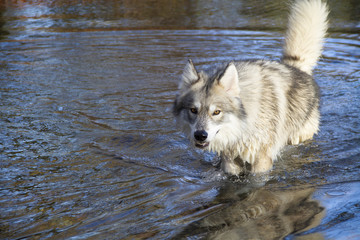 Wolf in lake looking at the camera